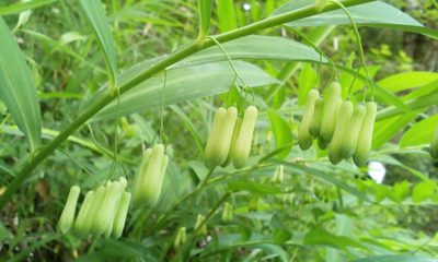 Polygonatum falcatum, photographed by Takashi KOIKE