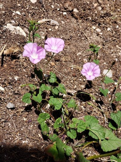 Convolvulus coelesyriacus, photographed by Dan Killam