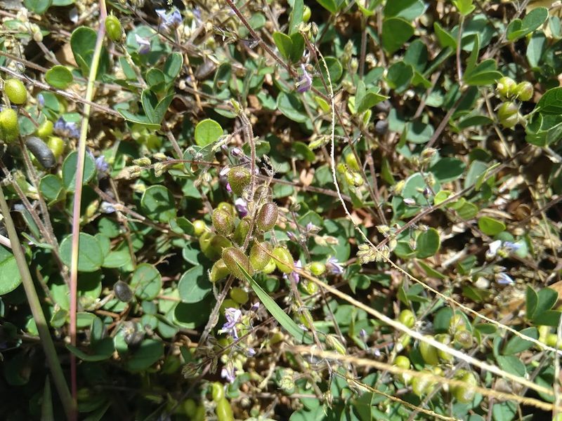 Pycnospora lutescens, photographed by Tony van Kampen