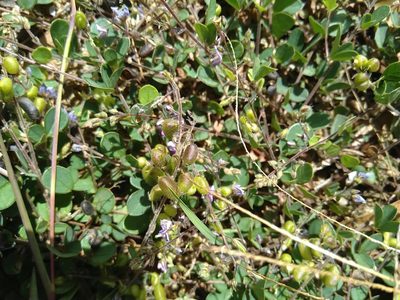 Pycnospora lutescens, photographed by Tony van Kampen