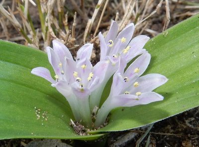 Lachenalia ensifolia, photographed by Henry de Lange