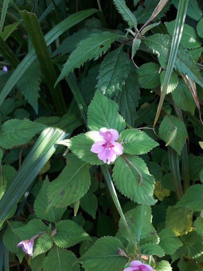 Impatiens sylvicola, photographed by Gonzalo Roget