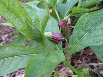 Scopolia japonica, photographed by Marco Mussita