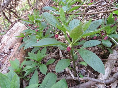 Scopolia japonica, photographed by Marco Mussita