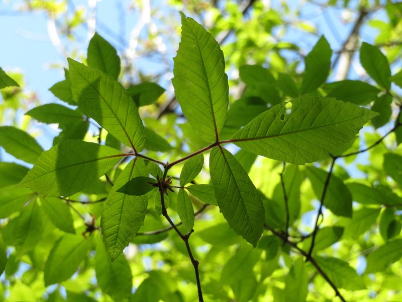 Acer maximowiczianum, photographed by Marco Mussita