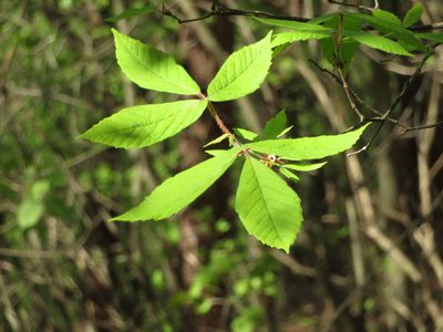 Acer maximowiczianum, photographed by Marco Mussita