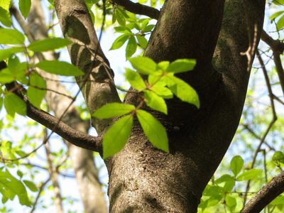Acer maximowiczianum, photographed by Marco Mussita