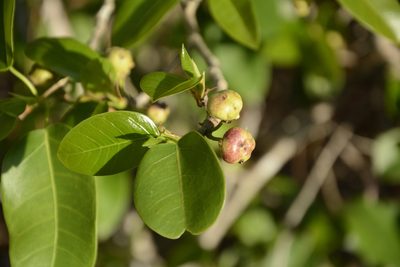 Ficus citrifolia, photographed by Siddarth Machado