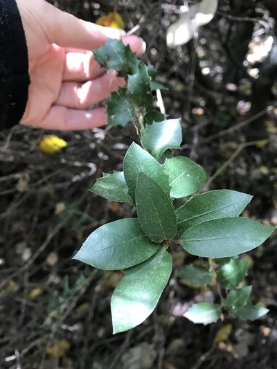Quercus parvula, photographed by Karen and Mike
