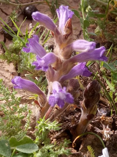 Orobanche mutelii, photographed by Karim Haddad