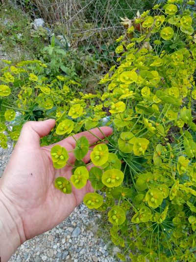 Euphorbia biumbellata, photographed by Karim Haddad