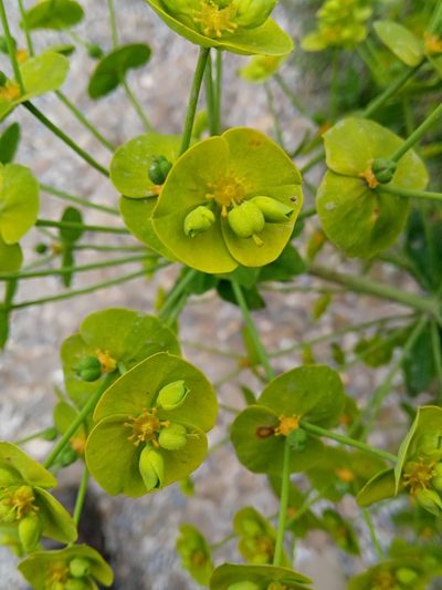 Euphorbia biumbellata, photographed by Karim Haddad