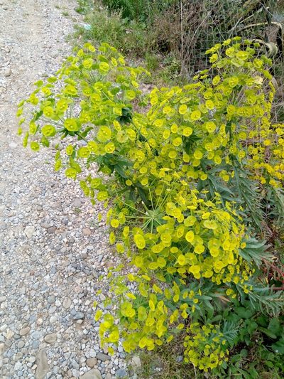 Euphorbia biumbellata, photographed by Karim Haddad