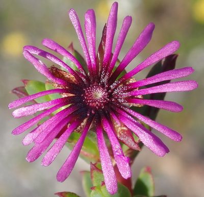 Erepsia pentagona, photographed by Nicola van Berkel