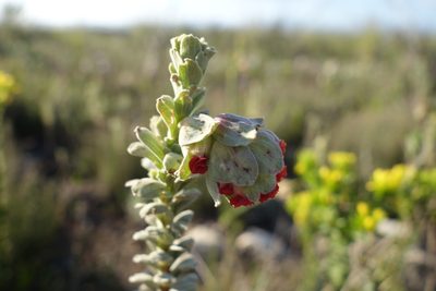 Hermannia trifoliata, photographed by Tammy