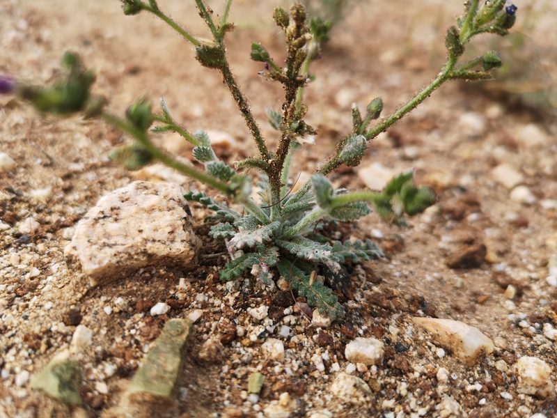 Gilia modocensis, photographed by Jordan Zylstra