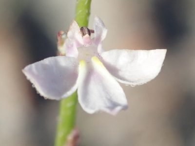 Lobelia patula, photographed by Nicola van Berkel