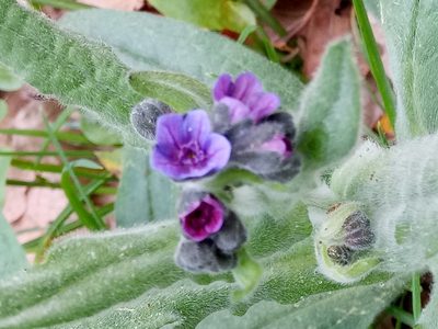 Cynoglossum maghrebicum, photographed by Karim Haddad
