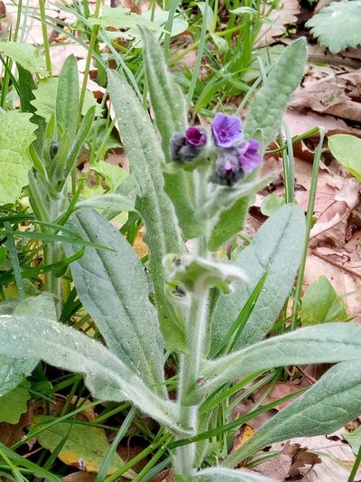 Cynoglossum maghrebicum, photographed by Karim Haddad