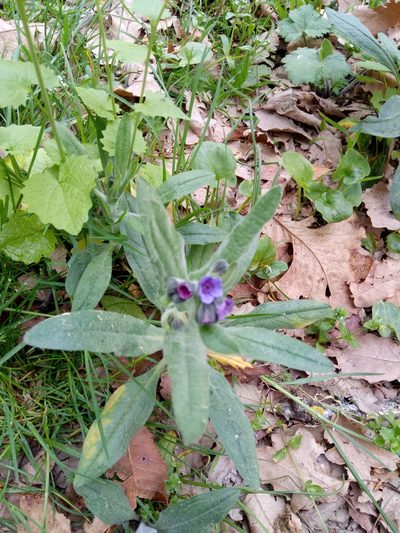 Cynoglossum maghrebicum, photographed by Karim Haddad