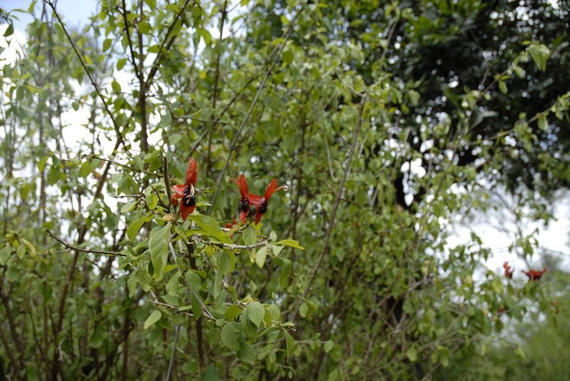 Ruttya fruticosa, photographed by timharris
