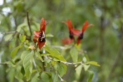 Ruttya fruticosa, photographed by timharris