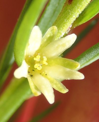 Clutia ericoides, photographed by Nicola van Berkel