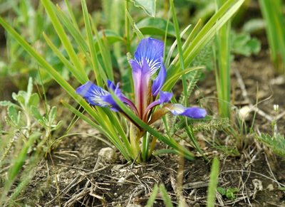 Iris pontica, photographed by Roman