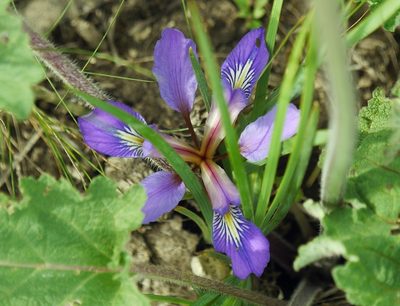 Iris pontica, photographed by Roman