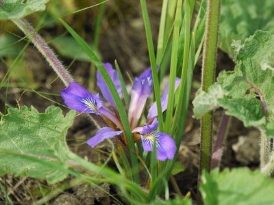 Iris pontica, photographed by Roman