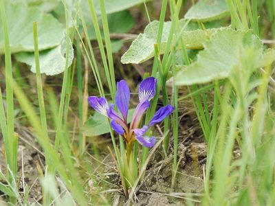 Iris pontica, photographed by Roman