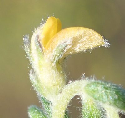 Aspalathus diffusa, photographed by Nicola van Berkel