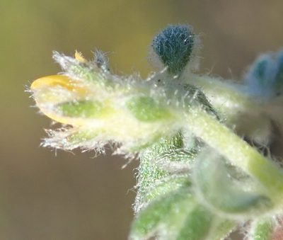 Aspalathus diffusa, photographed by Nicola van Berkel