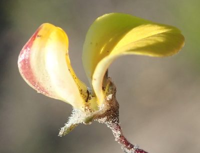 Aspalathus tenuissima, photographed by Nicola van Berkel