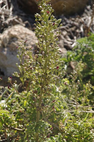Scrophularia sublyrata, photographed by Eric Knight