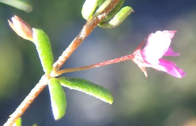 Indigofera semota, photographed by Nicola van Berkel