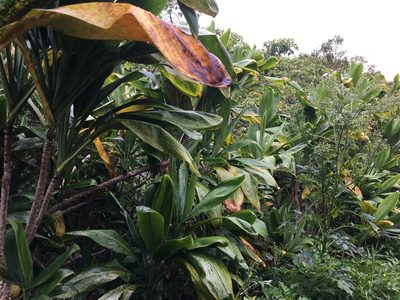 Cordyline fruticosa, photographed by bungelina