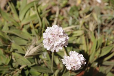 Armeria berlengensis, photographed by Eric Knight