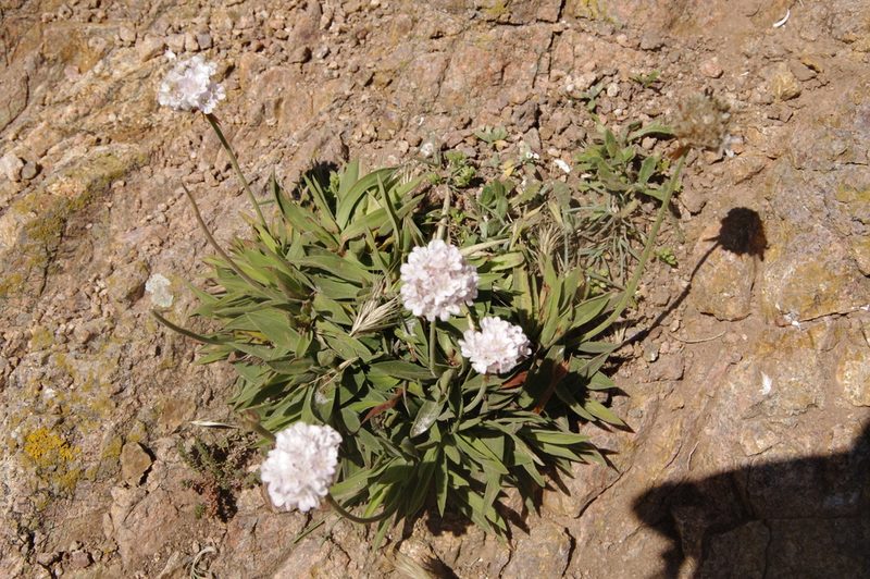 Armeria berlengensis, photographed by Eric Knight