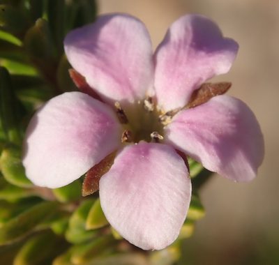 Acmadenia rupicola, photographed by Nicola van Berkel
