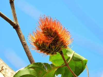 Combretum fruticosum, photographed by amantedarmanin