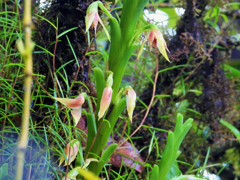 Maxillaria umbratilis, photographed by amantedarmanin