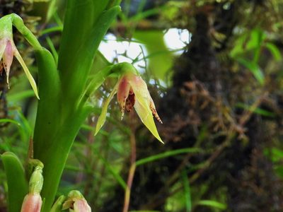 Maxillaria umbratilis, photographed by amantedarmanin