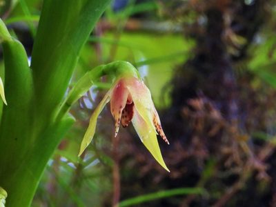 Maxillaria umbratilis, photographed by amantedarmanin