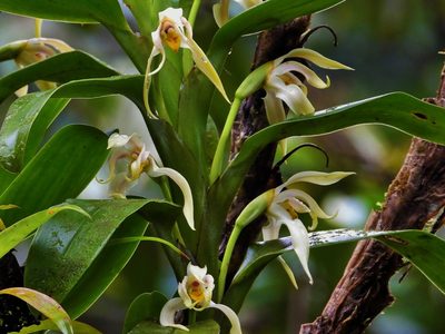 Maxillaria inaudita, photographed by amantedarmanin