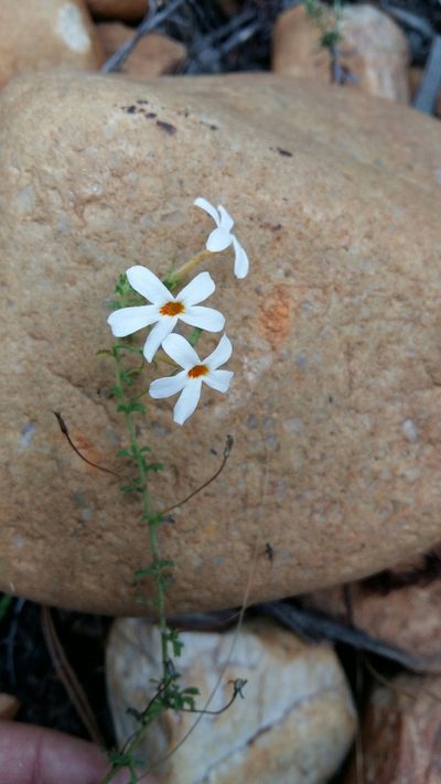 Jamesbrittenia argentea, photographed by Karen Eichholz