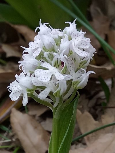 Neotinea conica, photographed by Karim Haddad