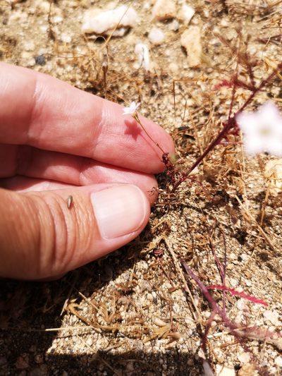 Saltugilia australis, photographed by Jordan Zylstra