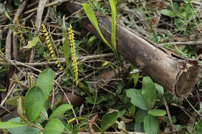 Stelis galeata, photographed by Andrés Ramírez-Barrera