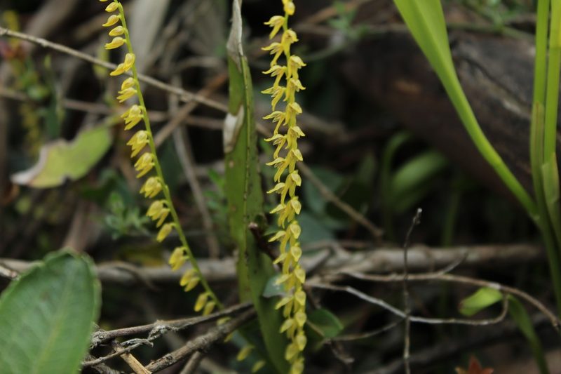 Stelis galeata, photographed by Andrés Ramírez-Barrera
